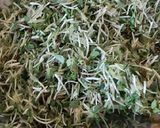 समुद्र मेथीची भाजी / बारीक मेथीची भाजी(Barik Methichi Bhaji Recipe In Marathi) रेसिपी स्टेप 4 फोटो 