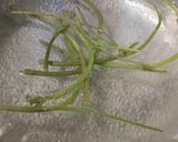 Foto del paso 1 de la receta: Sopa de lentejas con carne y cábano