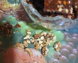 A picture of step 5 of Homemade MMM(mixed melon munchies).