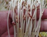मुग बीन स्प्राऊट्स (mung beans sprouts recipe in marathi)_ रेसिपी स्टेप 7 फोटो 