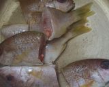 Foto langkah ke 1 dari resep Gule ikan kakap Merah ala rumahan.