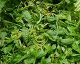 Foto langkah ke 2 dari resep Gulai daun pakis dan kerang.