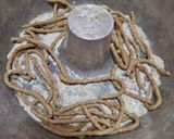 Foto del paso 4 de la receta: Pasta integral casera