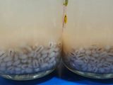 Barley Drink