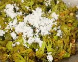 A picture of step 4 of Broccoli Poriyal.