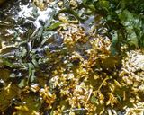 A picture of step 7 of Palak paneer.