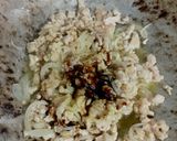 Foto langkah ke 2 dari resep Ayam Cincang Kecap.
