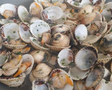 Foto del paso 2 de la receta: Berberechos al vino blanco con ajo y perejil