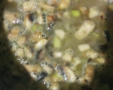 Foto del paso 7 de la receta: Crema de champiñones a la 3 M