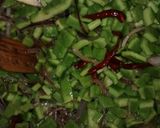 Foto del paso 1 de la receta: Nopales con cebolla y chile de árbol