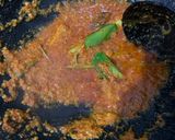 Foto langkah ke 4 dari resep Sambal Daging Printil Enak.
