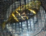 A picture of step 3 of Samaki wa kuchoma.