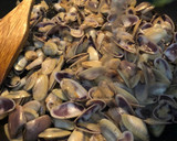 Foto del paso 2 de la receta: Coquinas con ajo