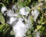 A picture of step 2 of Sarson Palak And Bathua Saag.