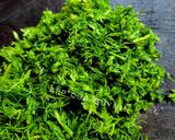 Hình bước làm 2 của món Chả cá thác lác chiên
