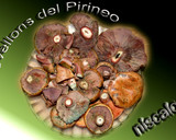 Foto del paso 1 de la receta: Rovellons a la plancha