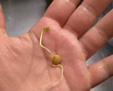 Foto del paso 5 de la receta: Brotes de lentejas