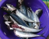 Foto langkah ke 1 dari resep Ikan serai balado | sambal ikan laut merah.