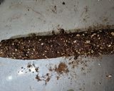Foto del paso 4 de la receta: Masitas de manteca de maní y cacao