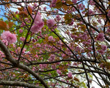 A picture of step 1 of Japanese Salted Cherry Blossom 🌸.