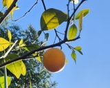 Foto del paso 1 de la receta: 🍊 Bizcochuelo de naranja 🍊Con glaseado de naranja 🍊 Esponjoso, fácil y rendidor
