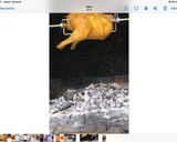 Foto del paso 4 de la receta: Pollo de caserío al espetón giratorio
