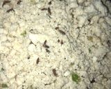 A picture of step 5 of Shyam savera paratha (Palak paneer).