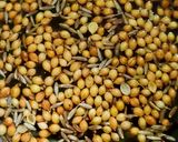 নবরত্ন কোর্মা(Navaratan Korma Recipe in Bengali) রেসিপির ধাপ 1 ছবি