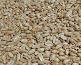 Foto langkah ke 5 dari resep Kacang Bawang Oven.