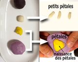 Une image de l'étape 5 de Nerikiri Wagashi: 