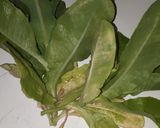 Foto del paso 1 de la receta: PECETO CON ENSALADA 🥗