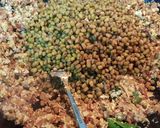 A picture of step 5 of Vaazhakoombu cherupayar thoran (banana blossom with lentil).
