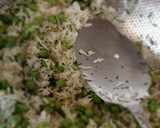 عکس مرحله 1 از دستور نخود فرنگی پلو