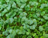 Foto del paso 9 de la receta: Brotes de chía 🌱 Especial para niños, una propuesta saludable para ver crecer, cosechar y saborear