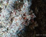 Foto del paso 5 de la receta: Tripa rellena con arroz y chorizo