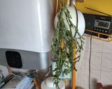 2008. Szárított tárkony ! recept fázis 1 fotója