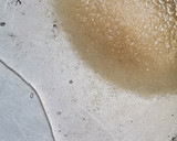 Foto del paso 4 de la receta: Panna cotta de coco con  coulis de frambuesa