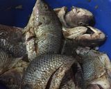 A picture of step 1 of Fried Tilapia fish with onion sauce.