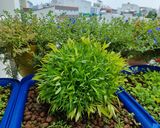Hình bước làm 1 của món Bún riêu cua