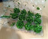 Foto del paso 3 de la receta: Ajoperejil