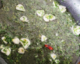 Foto del paso 2 de la receta: Almejas en salsa verde