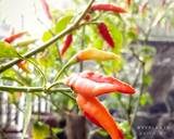 SAMBAL DADAK / Sambal MENTAH / sambal segar langkah memasak 6 foto