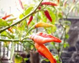 Foto langkah ke 6 dari resep SAMBAL DADAK / Sambal MENTAH / sambal segar.