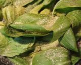A picture of step 4 of Bok Choy Sauteed.