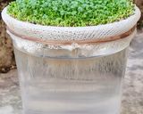 Foto del paso 9 de la receta: Brotes de chía 🌱 Especial para niños, una propuesta saludable para ver crecer, cosechar y saborear