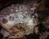 Foto del paso 6 de la receta: Tortitas negras