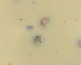 A picture of step 5 of Makhana kheer.