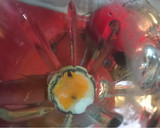 Foto del paso 1 de la receta: Coquitos