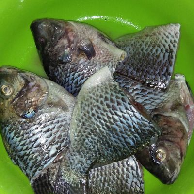 Langkah 1