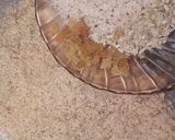 A picture of step 4 of Panjabi sweet gujiya.